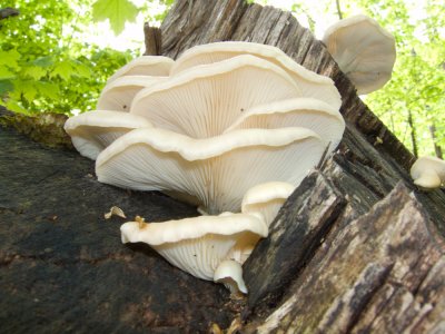 Pleurotus ostreatus - Oyster Mushroom 1724-1.jpg
