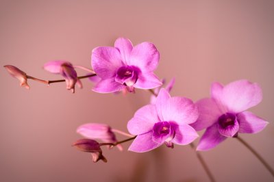 Cooktown Orchid #3