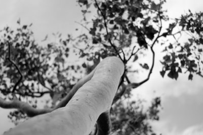 Black and White