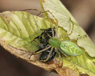 Spider Eating a Bumblebee (2008)