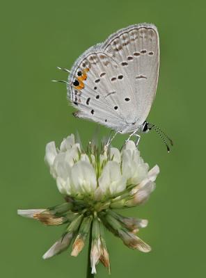 Eastern Tailed Blue (2005)