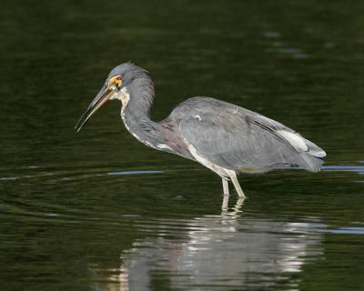 Tri Colored Heron with Fish