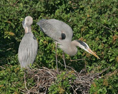 Herons on Nest at Rookery