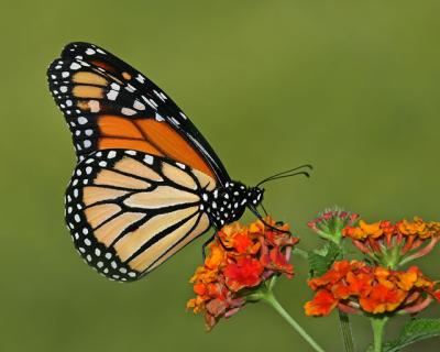 Monarch on Lantana