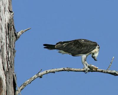 Osprey with Meal