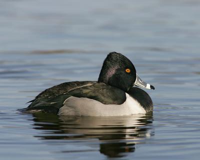 Ringed Neck Duck (2006)