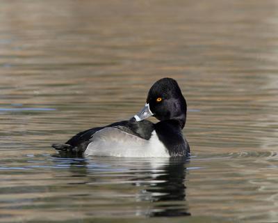 Ring Necked Duck (2006)