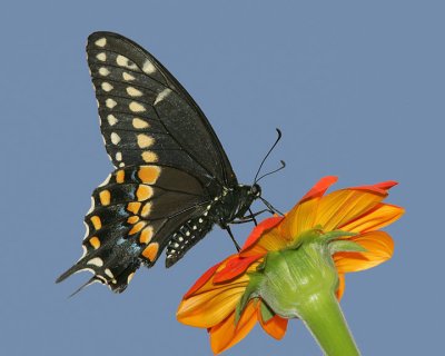 Black Swallowtail (male-2006)