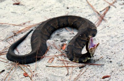 Water Moccasin