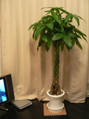 Pachira aquatica - The plant in my room