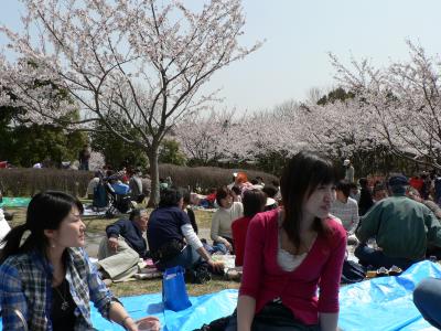 Ohanami Party  (Sakura viewing party)