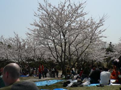 Ohanami Party  (Sakura viewing party)