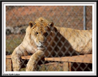 Wild Animal Safari