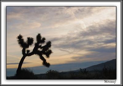 DSC_57212005-12-21_001First Test 50 Joshua sunrise framed.jpg