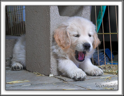 DSC_4280 20070618 Puppies June 18 07 brick yawn framed.jpg