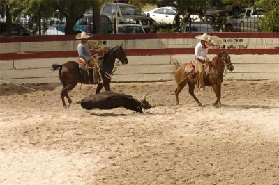 Terna, or Team Roping 