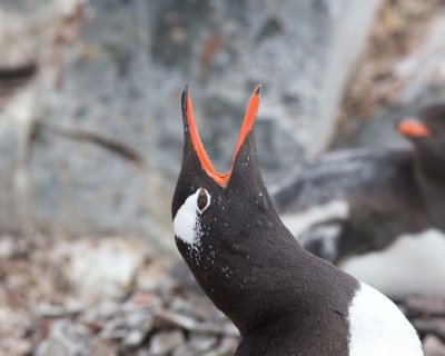Antarctica and the Drake Passage - Birds