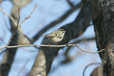 Kinglets and Old World Warblers