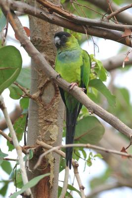 Nanday (Black-hooded) Parakeet