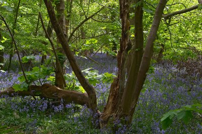 Bluebell woods- Mapledurham CRW_5000.jpg