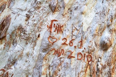 Scribbly Gum & Graffiti- Noosa National Park_MG_3929.jpg