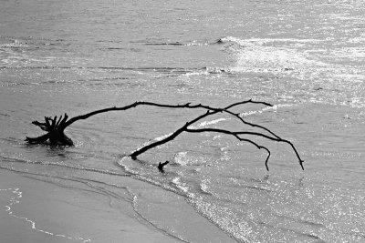 Tree on beach - Noosa Heads (Monochrome) _MG_4081.jpg