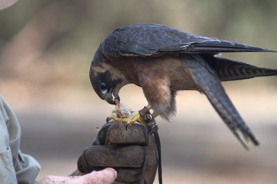 Birds of Prey display at Vivonne Bay 10 Australian Hobby Falco longipennis.jpg