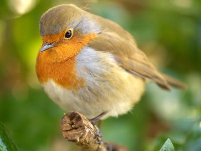 PC270458_robin_close_4wm.jpg