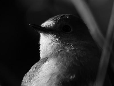 P1211323_robin_bw.jpg