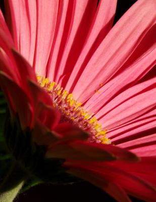 P4013439_flower_4wm.jpg