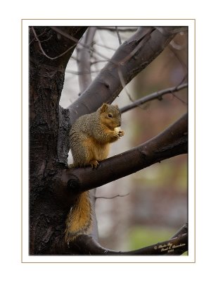 Red Squirrel - 1527 copy.tif