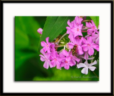 _POR6725-1.tif