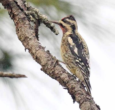 Yellowbellied-Sapsucker.jpg