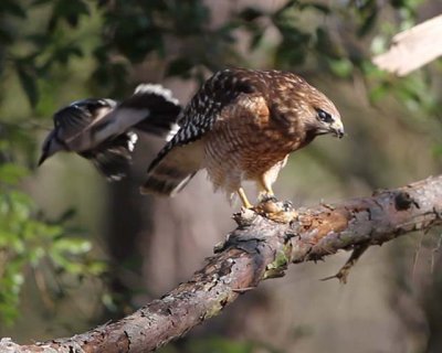 Blue Jay attacks Hawk