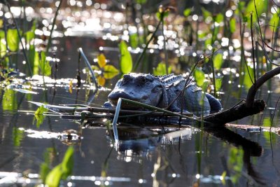 wakulla_springs_sp