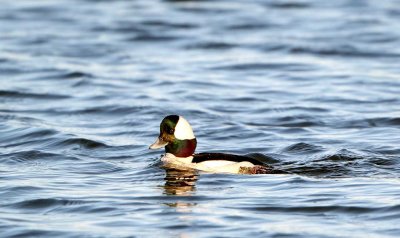 Bufflehead01.jpg