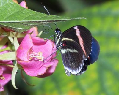 Helicnius melpomene cythera (postman) on Dombeya seminole