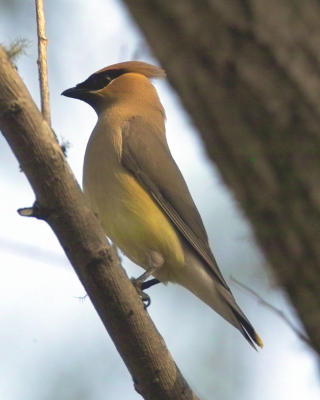 Waxey Wing