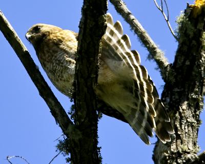 Red Shoulder Hawk