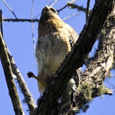 Red Shoulder Hawk