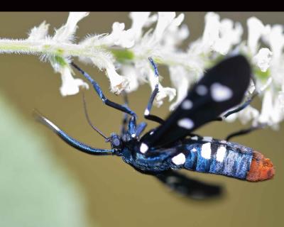 Syntomeida epilais (polka-dot wasp moth)