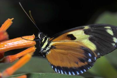 Heliconius ismenius on firebush