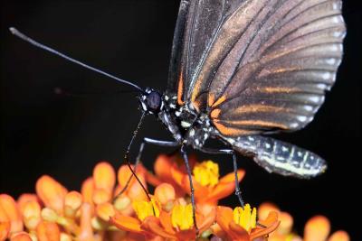 Heliconius doris (doris) on buddha's belly