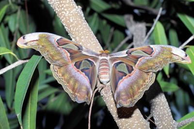 Attacus atlas (atlas moth)