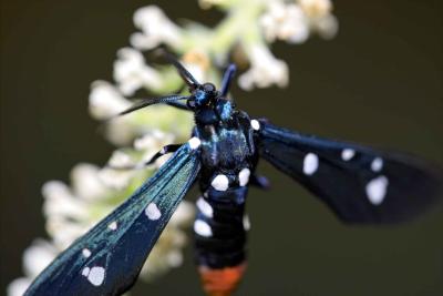 Syntomeida epilais (polka-dot wasp moth)