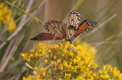 Ailanthus webworm