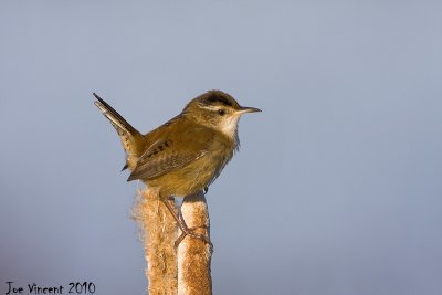 MarshWren