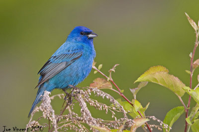 IndigoBunting