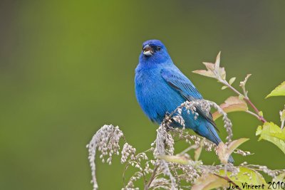 IndigoBunting