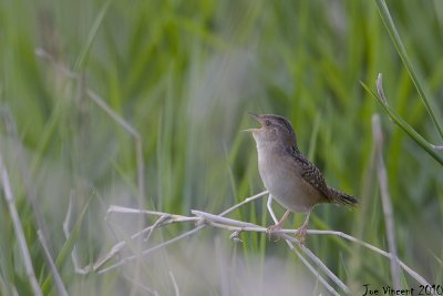 SedgeWren